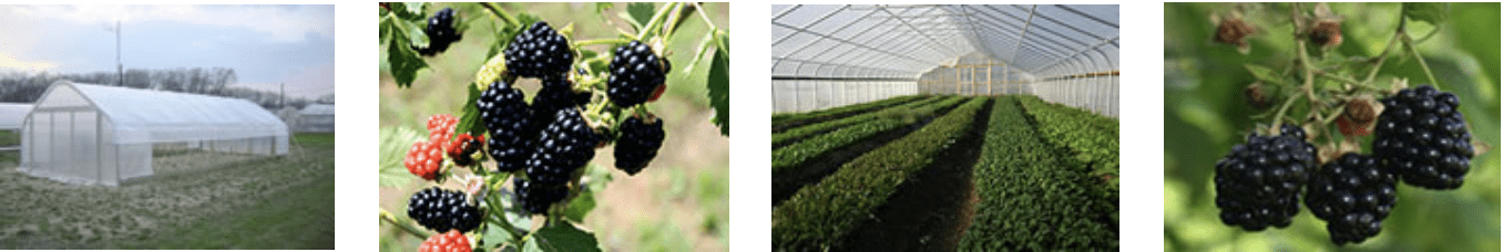 Assessing High Tunnel Production for Organic Berries
